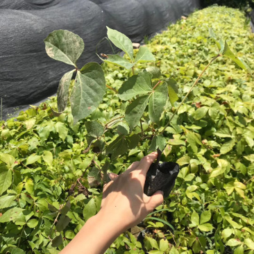 爬山虎20-30库存大量各类规格均有