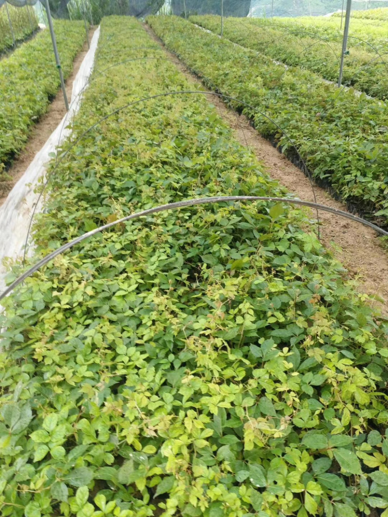 爬山虎20-30库存大量各类规格均有
