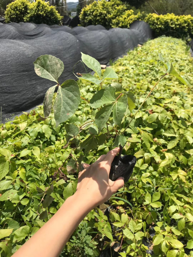爬山虎20-30库存大量各类规格均有