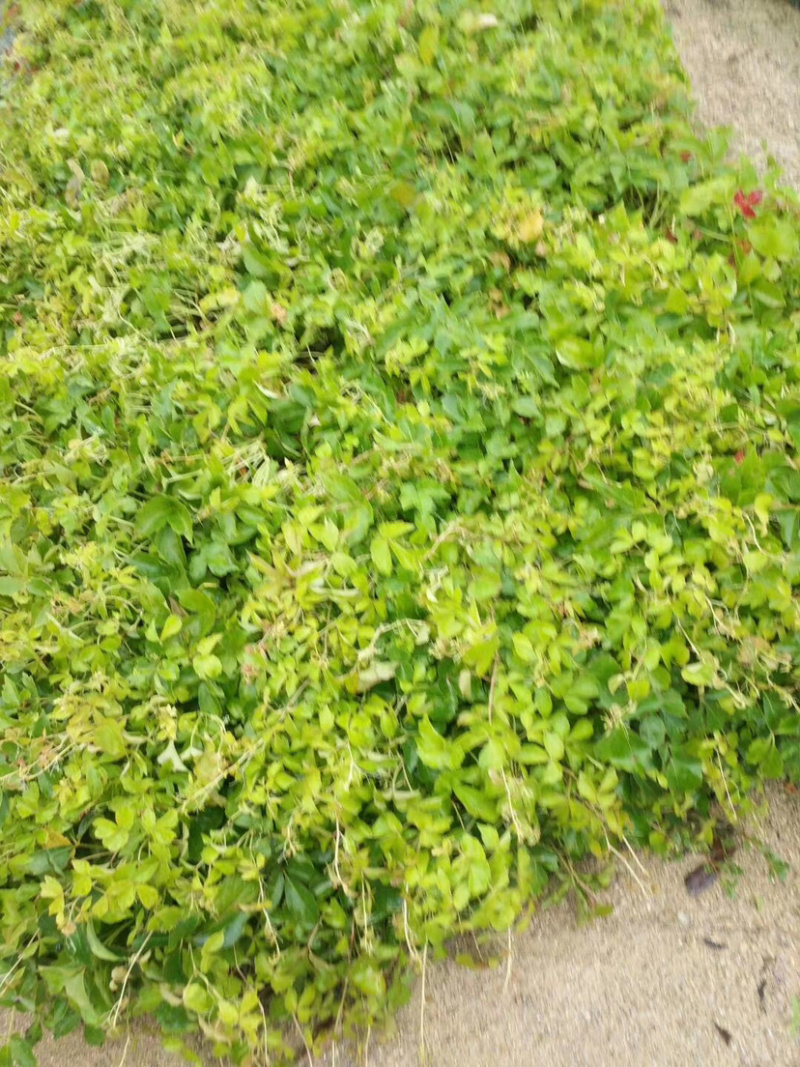 爬山虎20-30库存大量各类规格均有