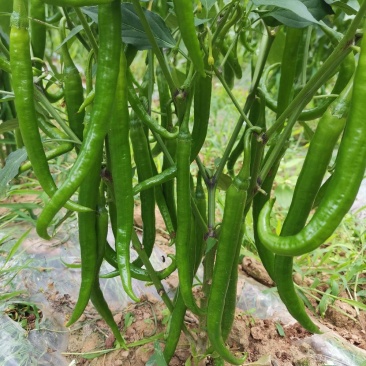 贵州辣椒代办