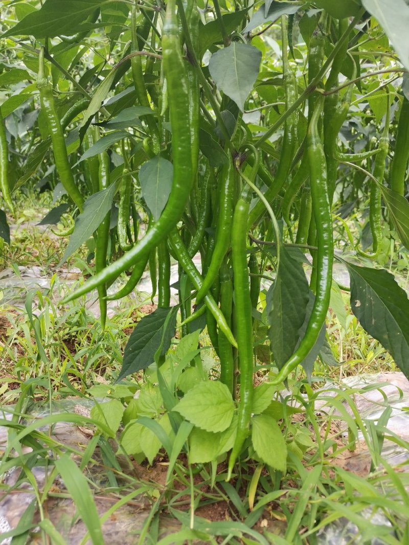 贵州辣椒代办