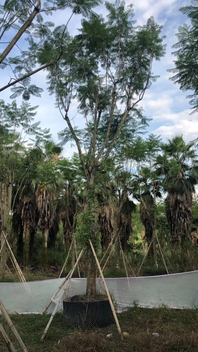 蓝花楹15-25库存大量基地直销欢迎来电询问