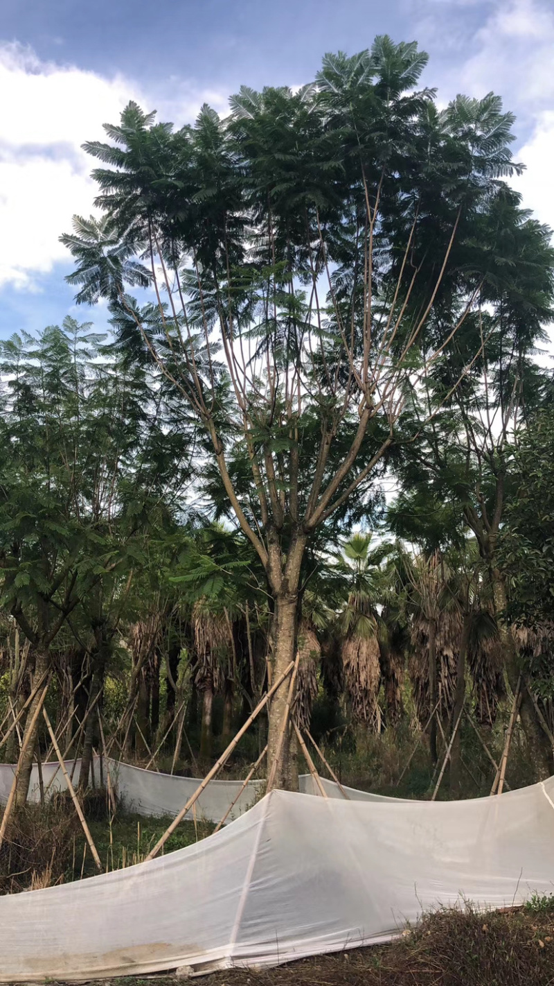 蓝花楹15-25库存大量基地直销欢迎来电询问