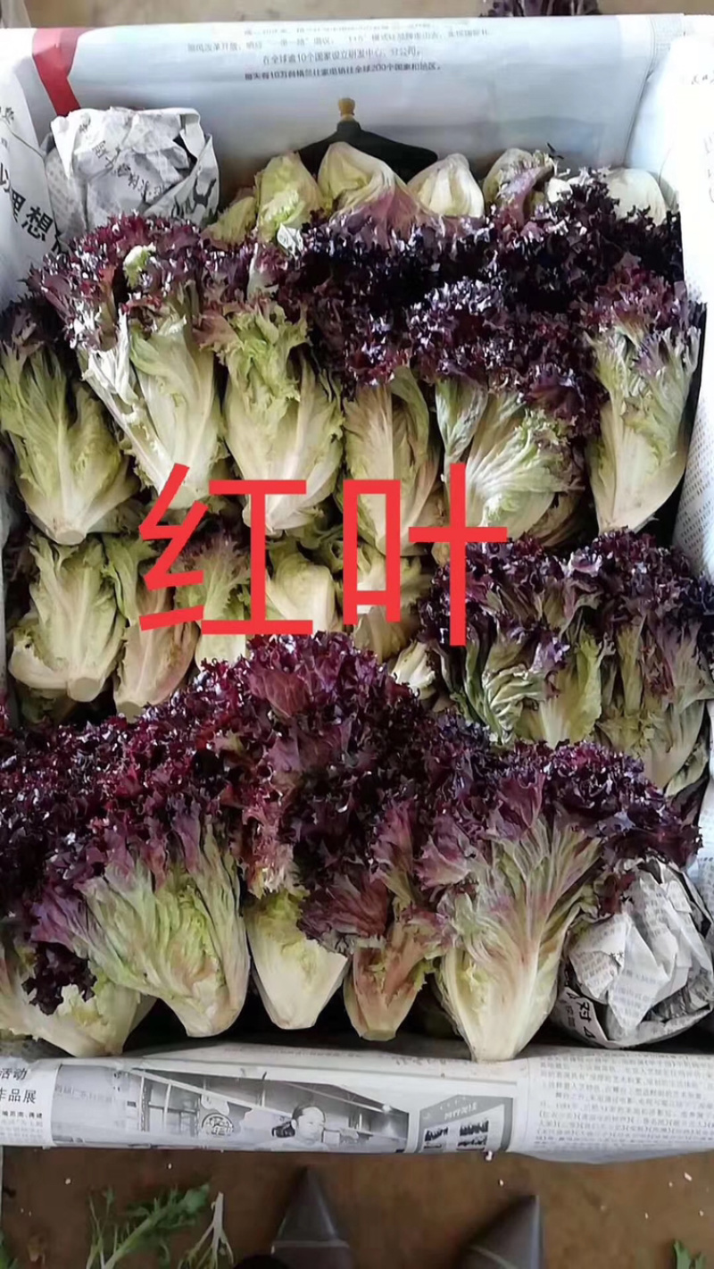 蔬菜配送