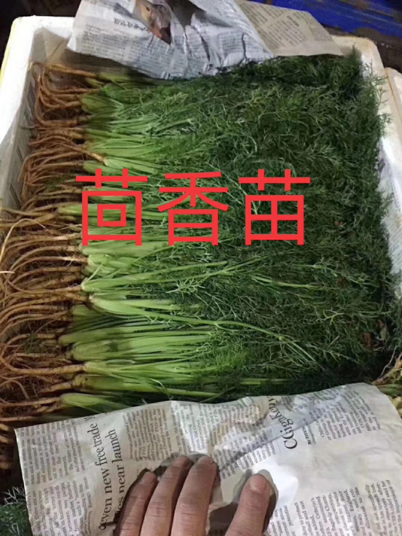 蔬菜配送