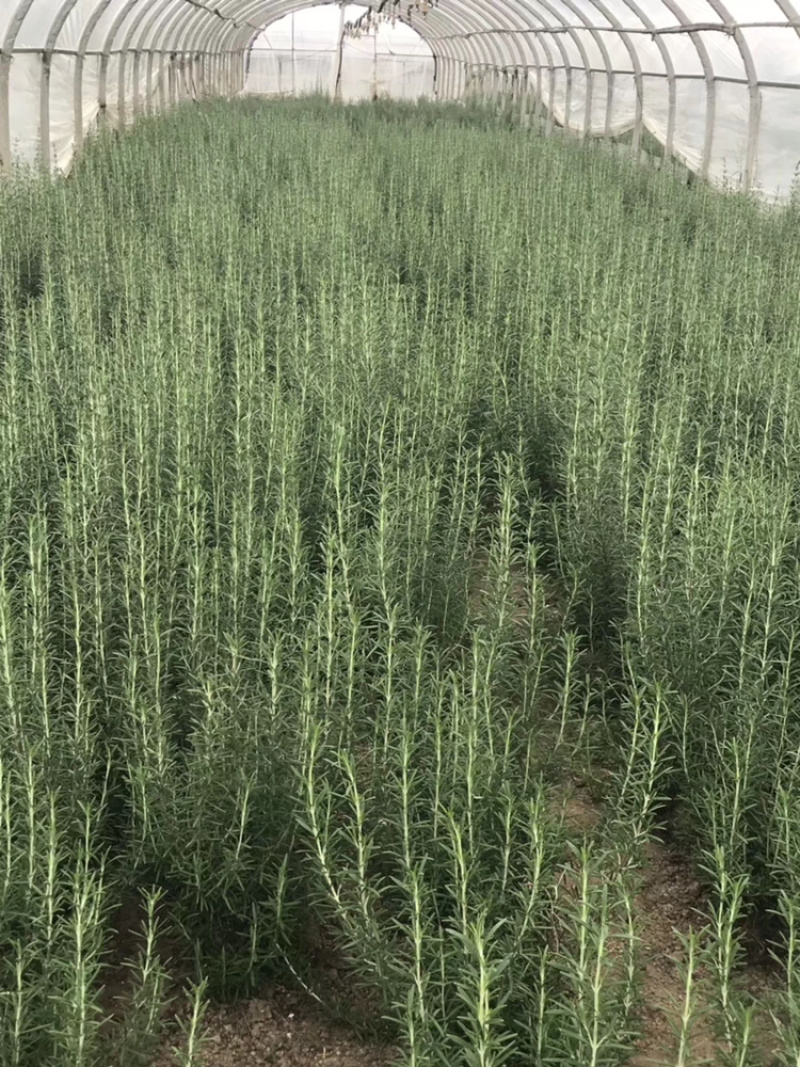 蔬菜配送