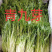 蔬菜配送