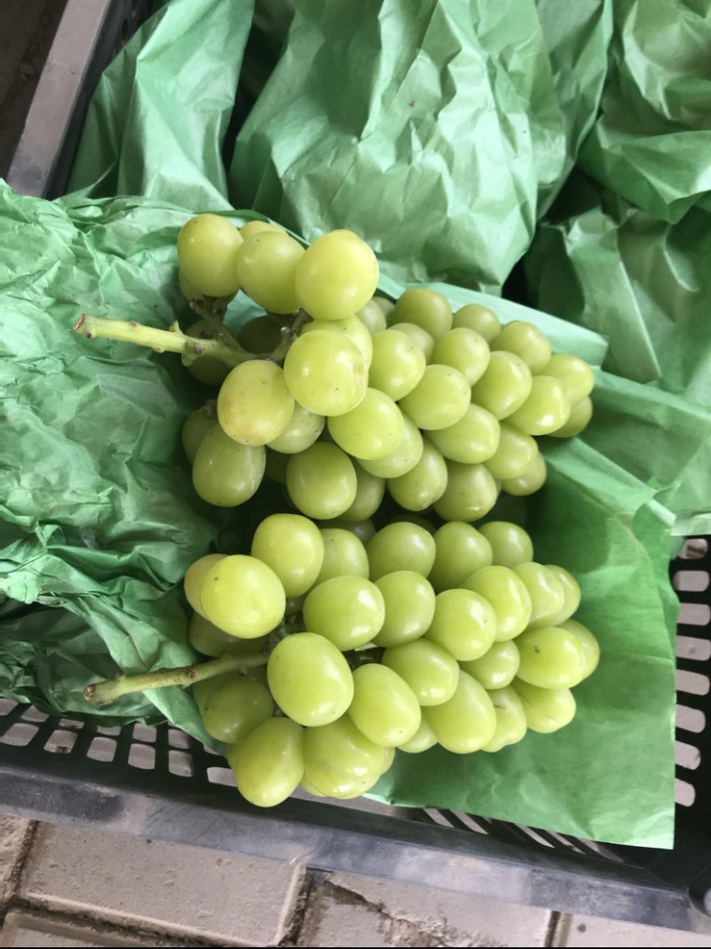 湖南澧县阳光玫瑰葡萄