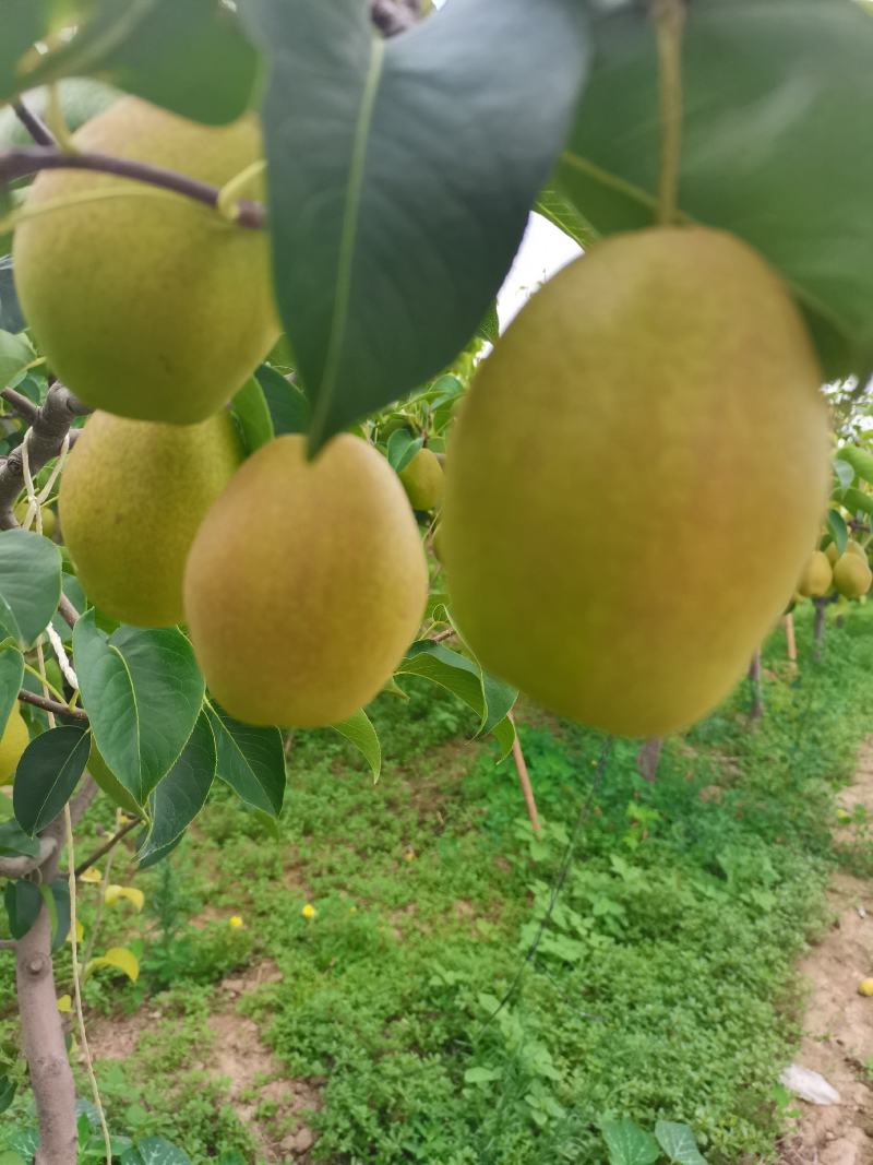 万亩红香酥，贡梨，大量上市了，红香酥梨大量批发