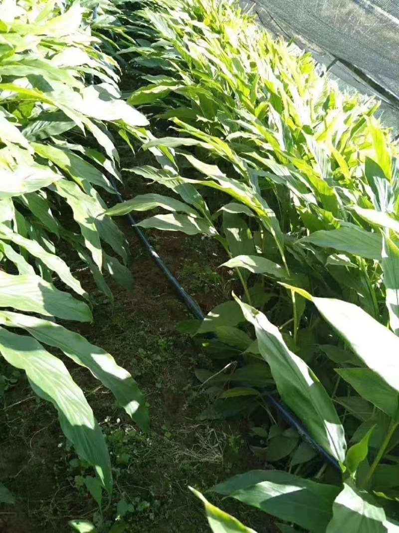 裸根草果苗等待主人挑选