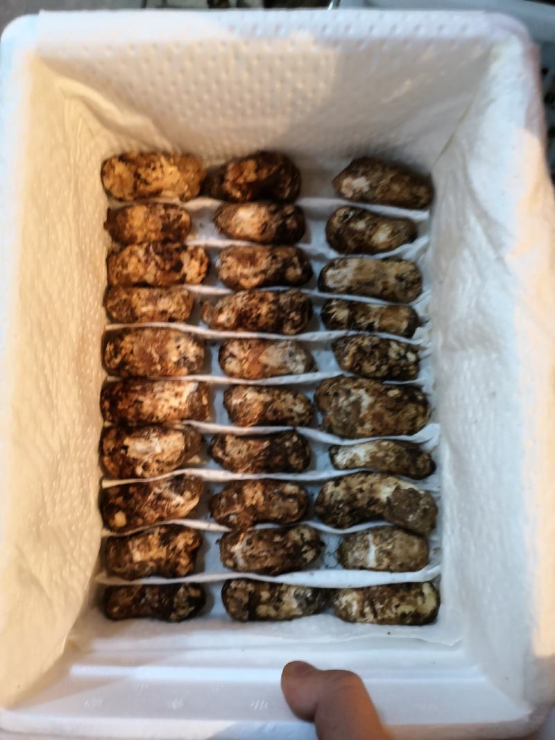香格里拉新鲜松茸3-5cm产地一件代发批发包邮