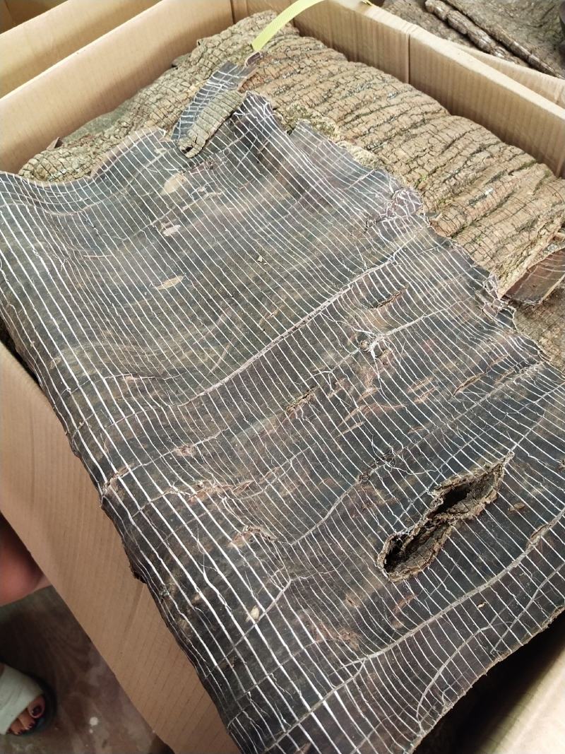杜仲切丝切片制杜仲