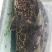 鸭绿江斑鳜花季鳌花淡水鱼