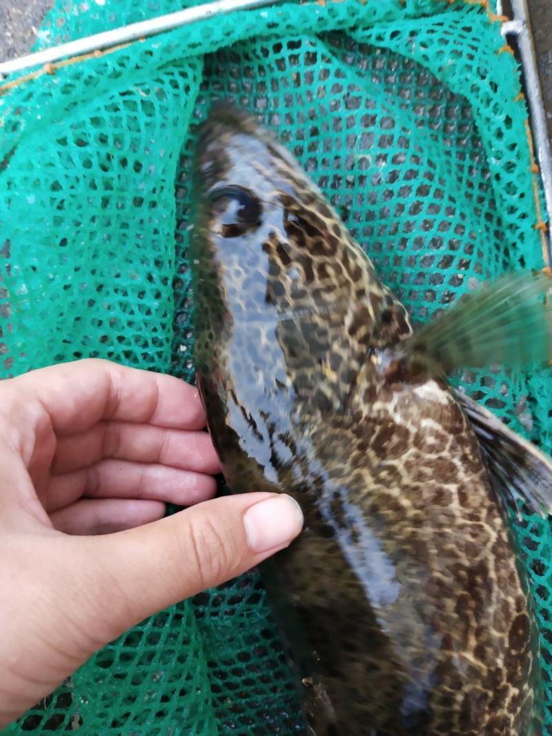 鸭绿江斑鳜花季鳌花淡水鱼