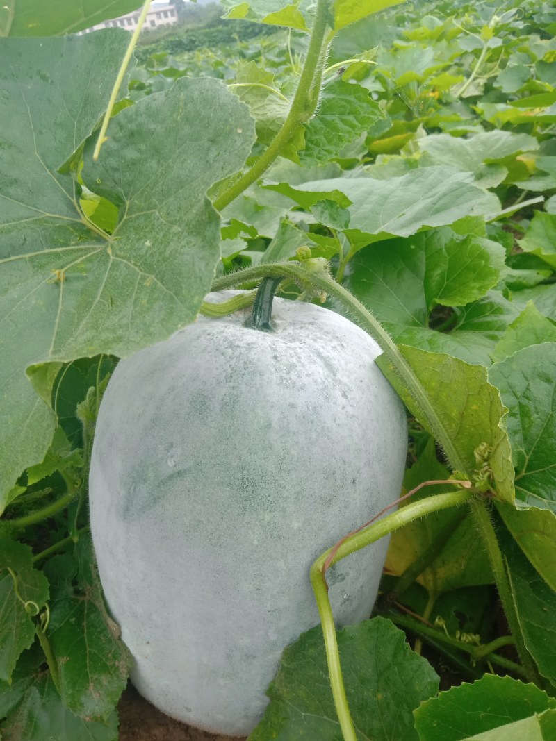 白皮冬瓜海南品种马上上市