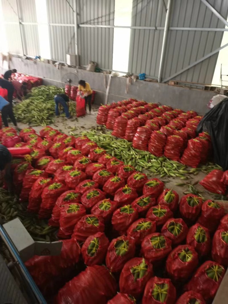 精品鲜玉米，籽粒饱满，口感细滑，基地直供，提供保鲜加工！
