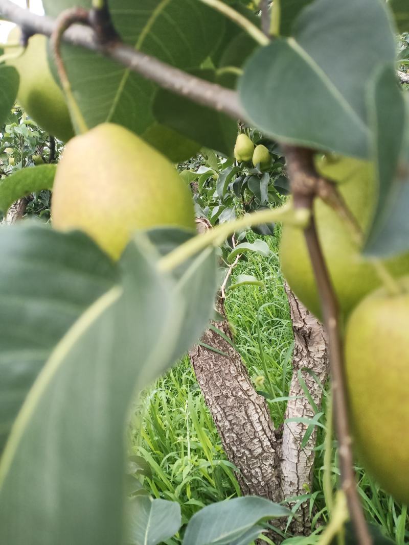 红香酥，口感甜，颜色漂亮，品相好