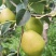 红香酥，口感甜，颜色漂亮，品相好