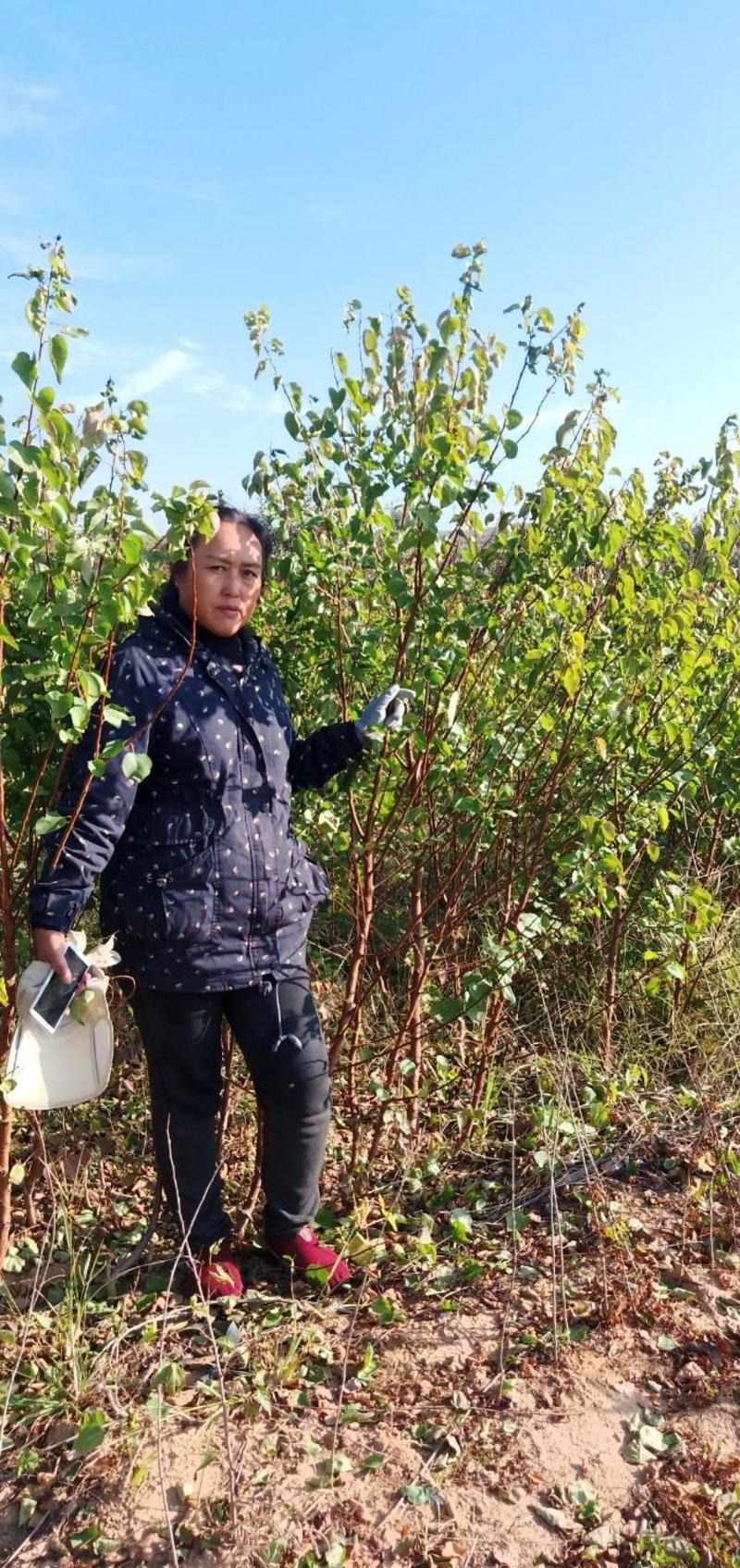 【荐】荷兰金亚香蜜杏树苗成品苗原产地直供品种纯正带土发货