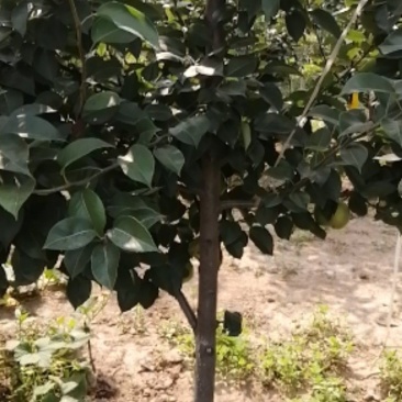 四年生见果新梨七号带根