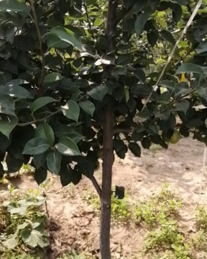 四年生见果新梨七号带根