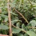 铁皮石斛新条，英茂红杆粗长条