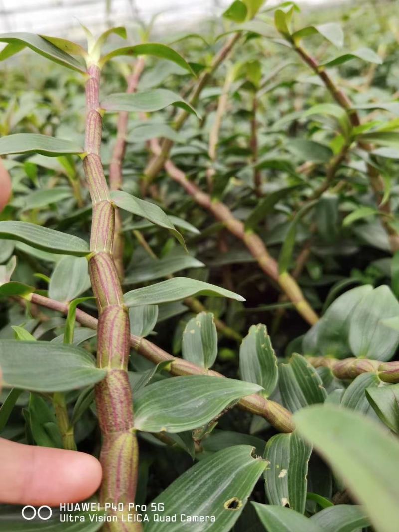 铁皮石斛新条，英茂红杆粗长条
