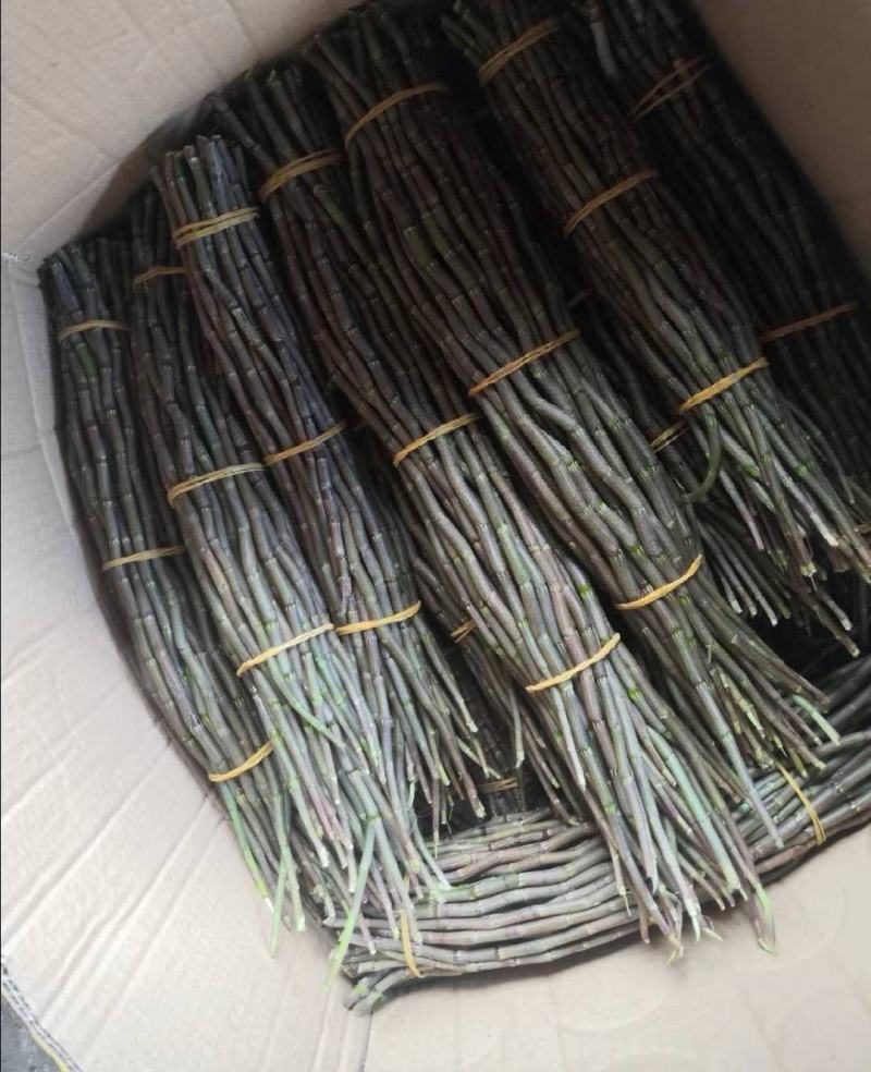 铁皮石斛新条，英茂红杆粗长条