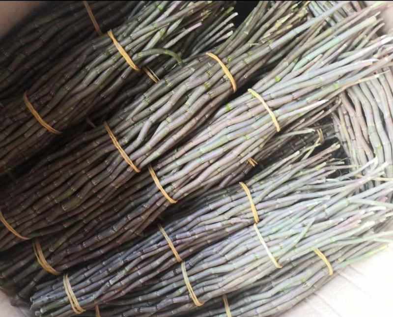 铁皮石斛新条，英茂红杆粗长条