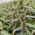 铁皮石斛新条，英茂红杆粗长条