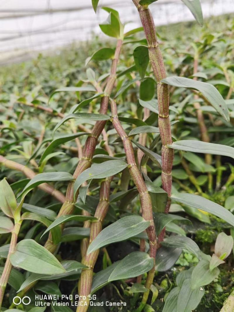 铁皮石斛新条，英茂红杆粗长条