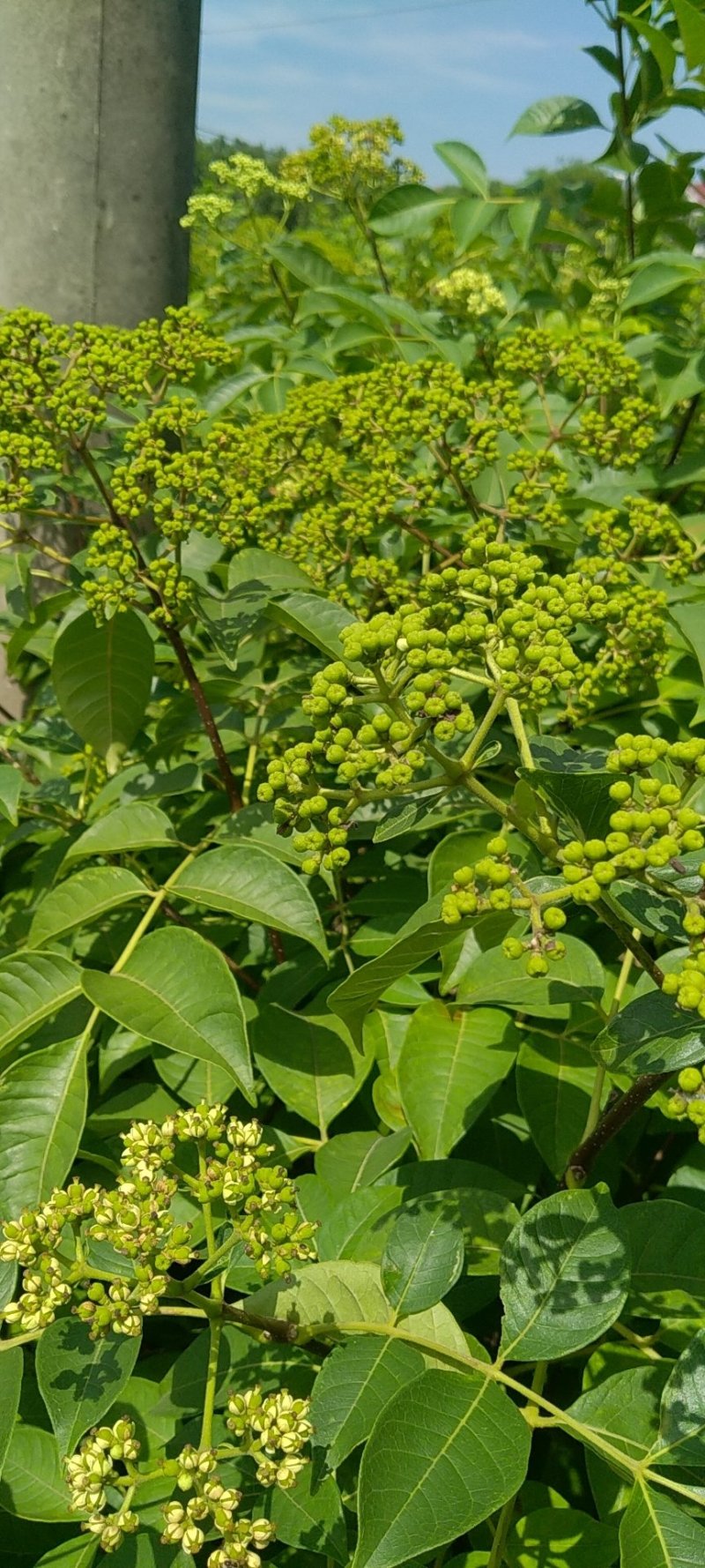 江西中花吴茱萸挂果大树，原产地品种，免费提供种植技术。