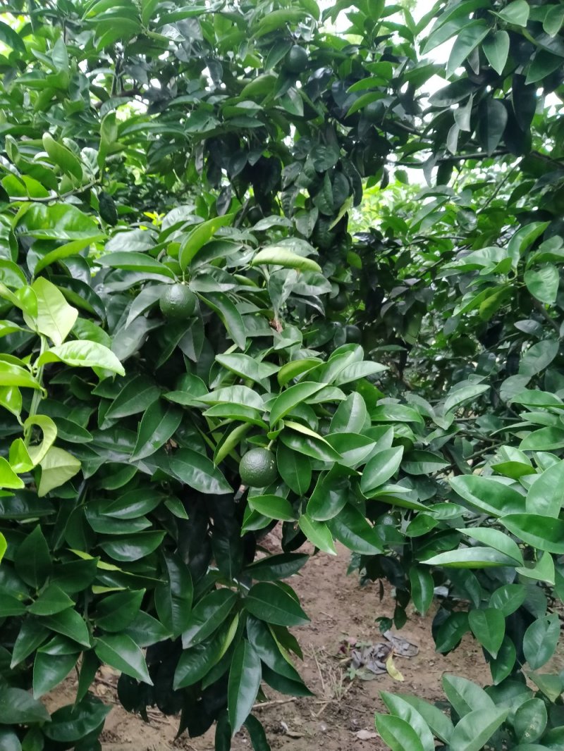 商洲枳壳挂果大树，原产地品种，可视频看货免费提供技术