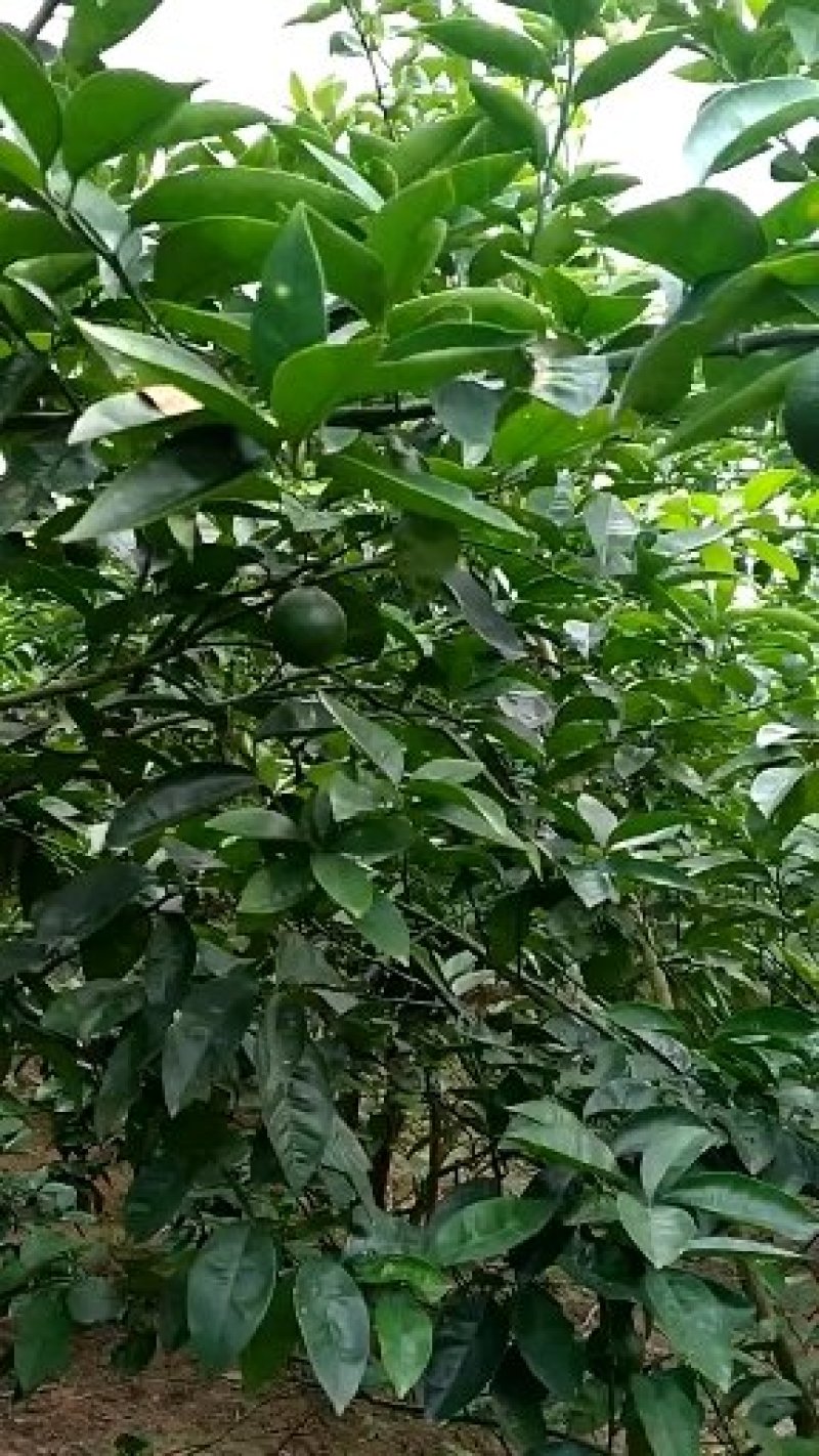 商州枳壳鲜果国家地理标志原产地品种基地直销视频看货