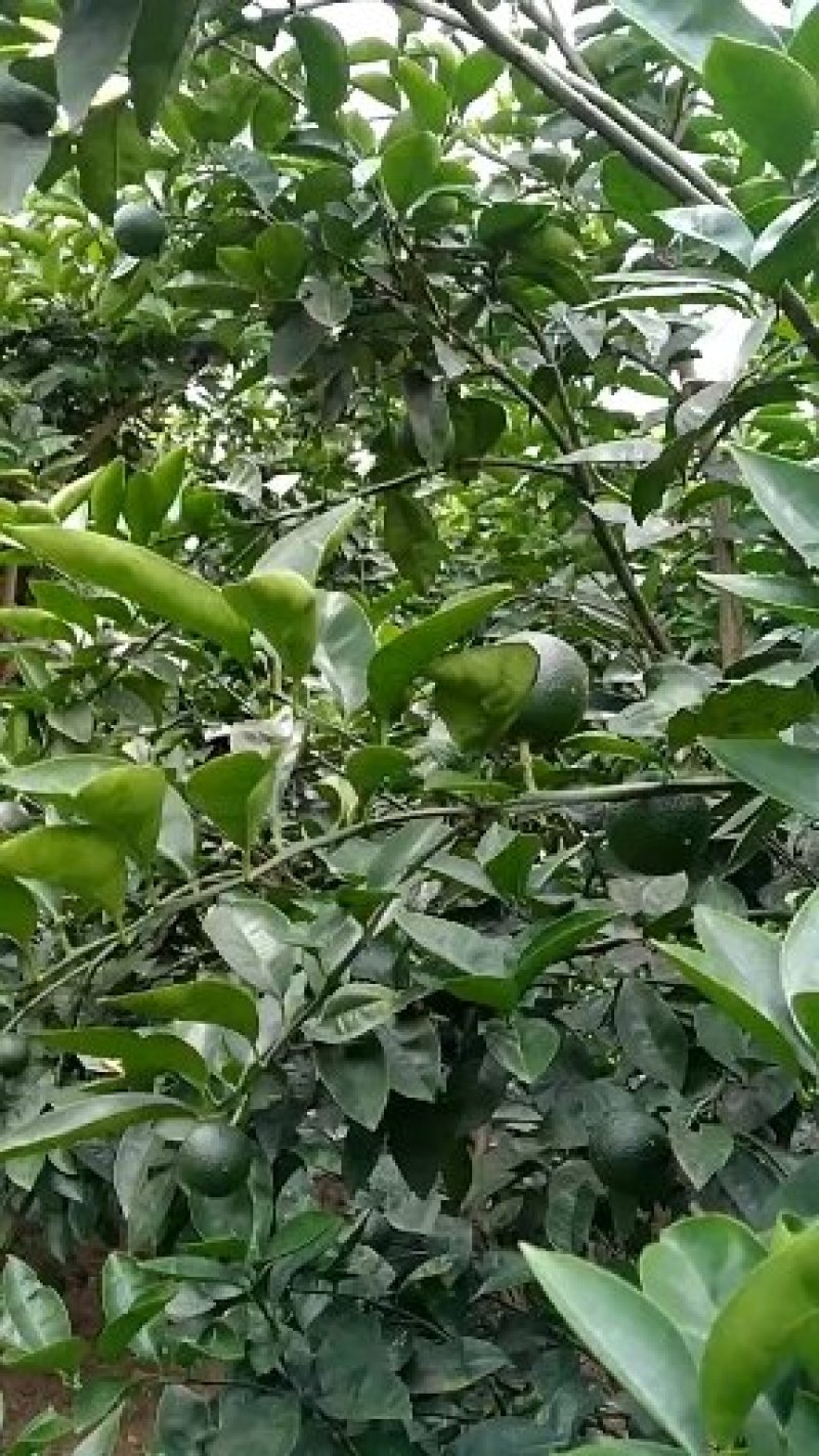 商州枳壳鲜果国家地理标志原产地品种基地直销视频看货