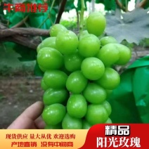 陕西冷库阳光玫瑰葡萄，晴王葡萄，香印一手货源，质量保证