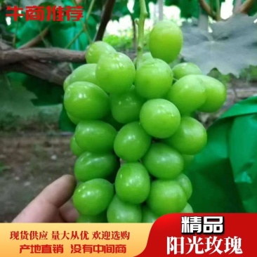 陕西冷库阳光玫瑰葡萄，晴王葡萄，香印一手货源，质量保证