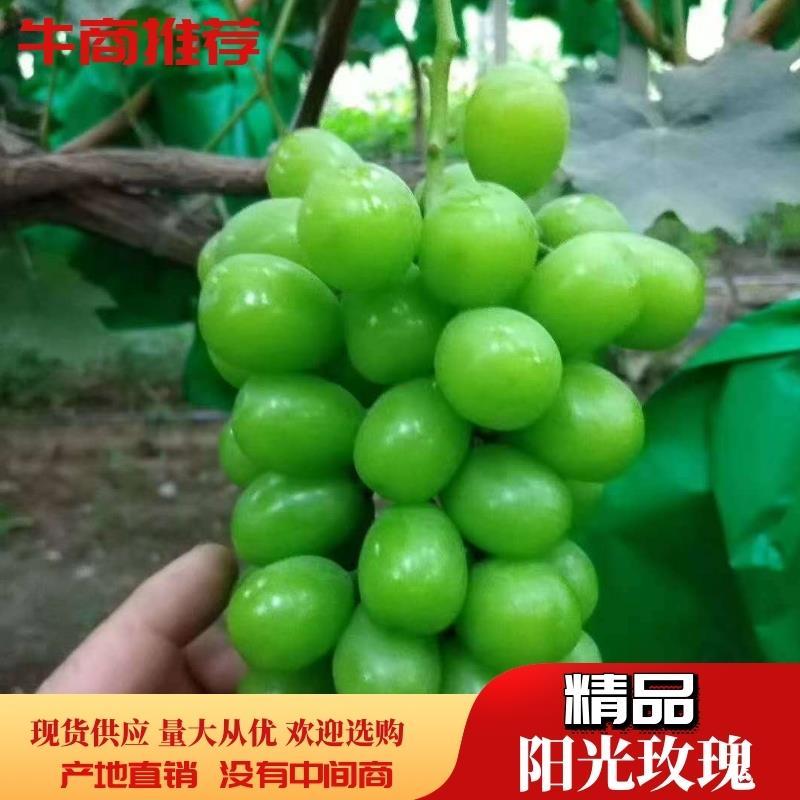 陕西冷库阳光玫瑰葡萄，晴王葡萄，香印一手货源，质量保证