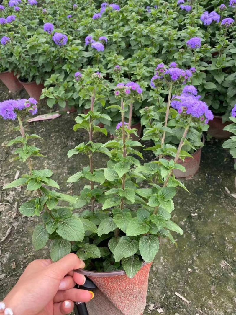 藿香蓟15双色杯开花的藿香蓟双色杯