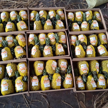菠萝云南西双版纳金菠萝产地直销大量有货欢迎老板采购