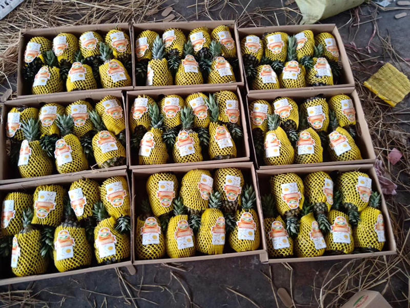 菠萝云南西双版纳金菠萝产地直销大量有货欢迎老板采购