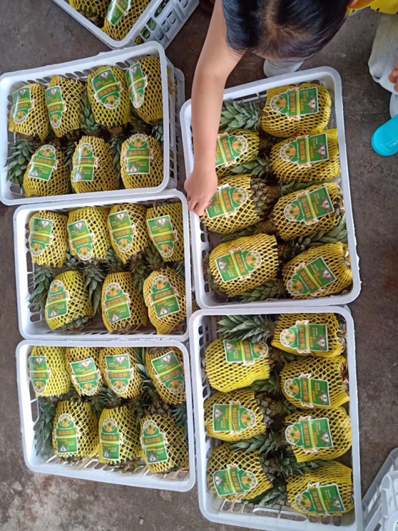 菠萝云南西双版纳金菠萝产地直销大量有货欢迎老板采购