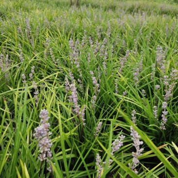 软叶吉祥草小苗35-45公分高，地苗，数量多