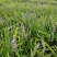 软叶吉祥草小苗35-45公分高，地苗，数量多
