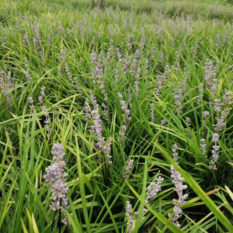 软叶吉祥草小苗35-45公分高，地苗，数量多