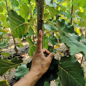 杨树苗绿化苗木107无絮速生杨热卖