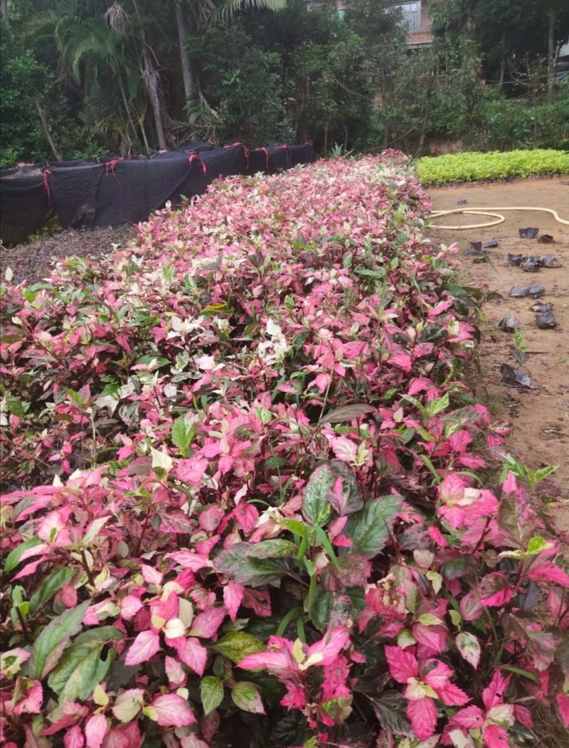 彩叶扶桑杯苗，地苗，高度20-40公分，冠幅20-35