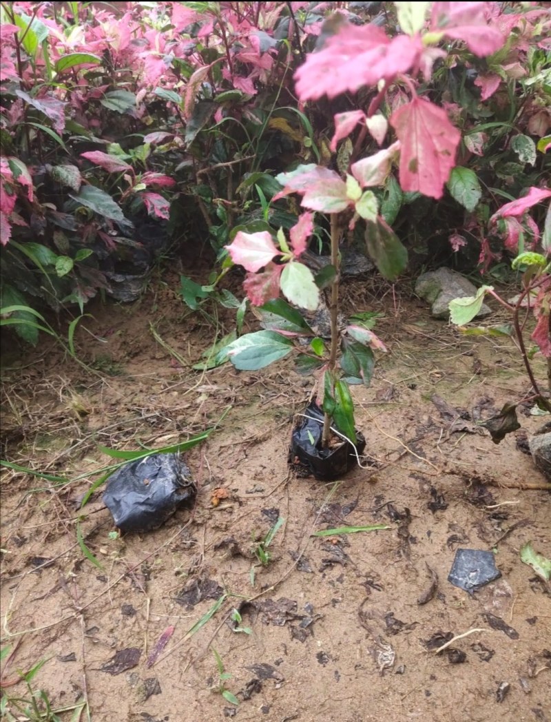 彩叶扶桑杯苗，地苗，高度20-40公分，冠幅20-35
