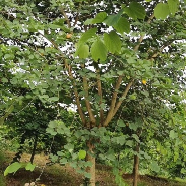 香港紫荆（羊蹄甲）树形规格齐全价格优惠